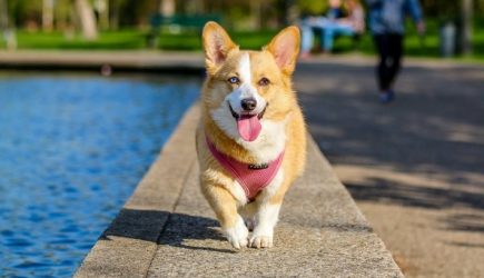 Собаке не место в квартире: ученые обнаружили опасность собаководства