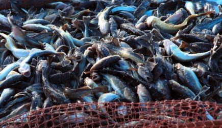Голодные финны воруют российскую рыбу