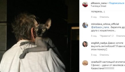 Мошенник подсунул родным Алибасова другого лысого кота взамен пропавшего Чучи
