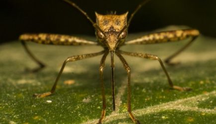 Ученые поразили: чья кровь очень нравится комарам