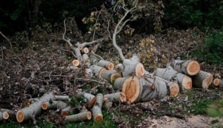 Вырубка лесов вызывает смертельные эпидемии
