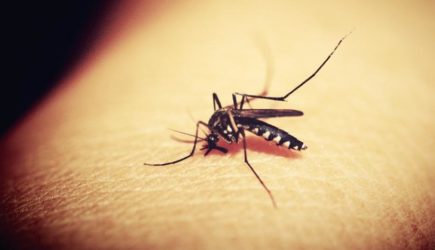 ГМО-комары и клещи: американцы готовят биологическую атаку на Россию