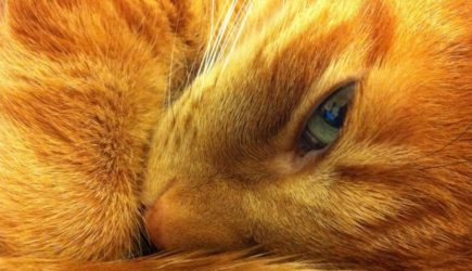 Кошка &#8212; защитница дома: на что они способны и как на это влияет их цвет
