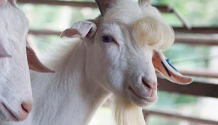 Улыбающийся козел с внешностью поп-звезды покорил пользователей сети
