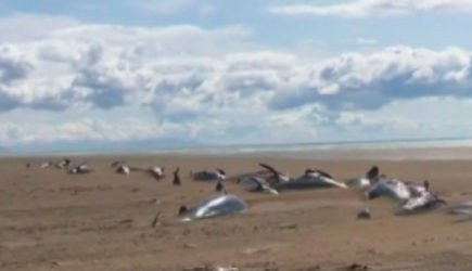Десятки мертвых дельфинов выбросило на берег Исландии