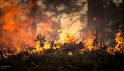 Пожар произошел в заминированном лесу в Донбассе