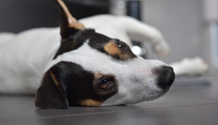 Самая умная собака в мире умерла