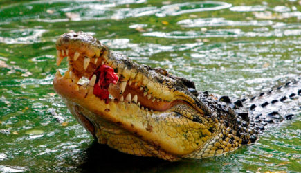 Мужчина помылся в реке и погиб в пасти крокодила