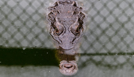 Возле атомной станции расплодились редкие крокодилы