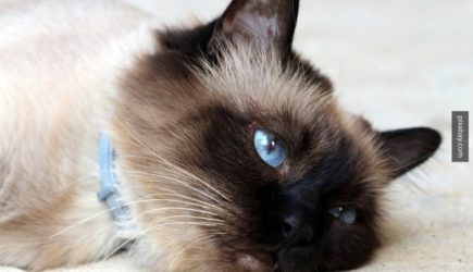 Ученые объяснили, почему кошки откликаются на свое имя