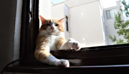 Украинка захотела спасти кота и выпала из квартиры