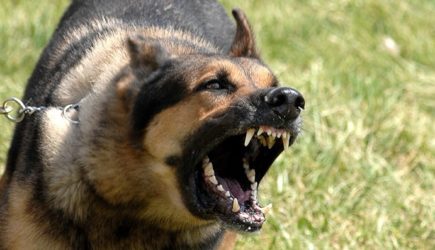 В МЧС назвали способы, которые помогут отпугнуть агрессивных собак
