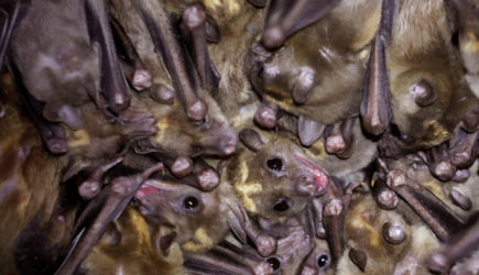 ВОЗ назвала источник коронавируса