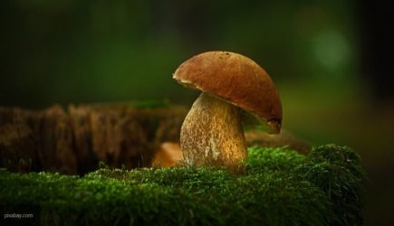 Мясников объяснил, почему лесные грибы следует вычеркнуть из своего меню