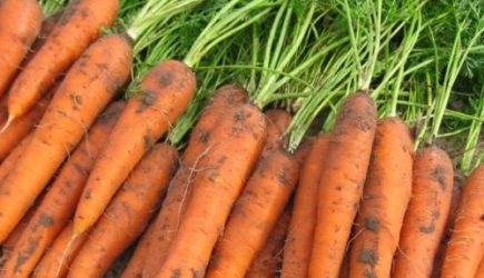 Как сохранить урожай моркови на долгие месяцы