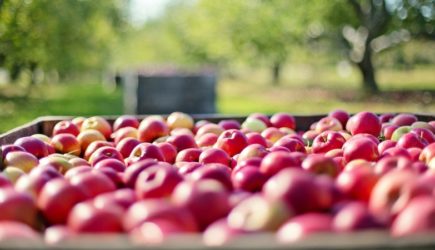 Польша вспомнила акцию 2014 года, чтобы заставить население покупать яблоки