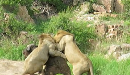 Три голодных льва напали на буйвола и попали на видео