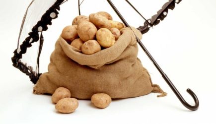 Несколько десятков ведер с сотки: как удачно посадить картофель