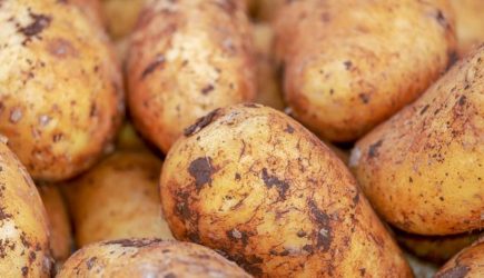 Достаточно одной процедуры: как вырастить двойной урожай крупного картофеля