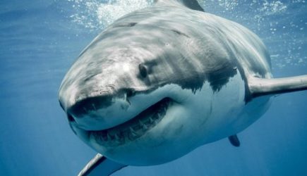 В Австралии серфер пошел на корм акулам: детали трагедии
