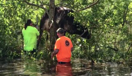 Корова застряла на дереве после урагана «Ида»