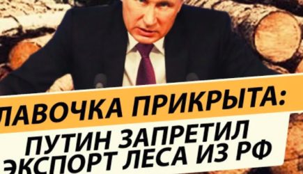 Путин запретит вывозить лес из России