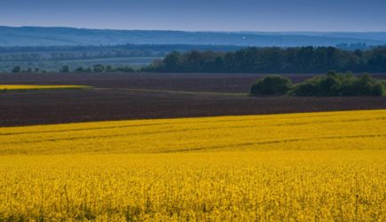 Правительство Украины захотело обеспечить едой миллиард человек