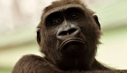 ВОЗ созывает чрезвычайную встречу экспертов из-за вспышки оспы обезьян