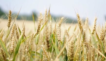 Венгрия и Польша запретили ввоз украинской сельхозпродукции