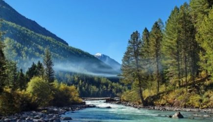 Ребенка, пропавшего в тайге на Алтае, нашли живым