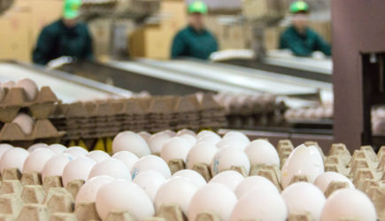Минсельхоз раскрыл, когда цены на куриные яйца станут прежними