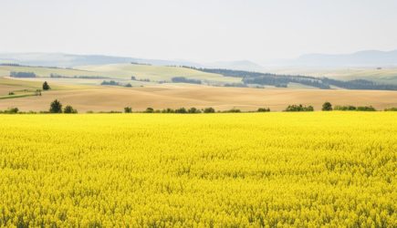 Республика не будет следовать примеру