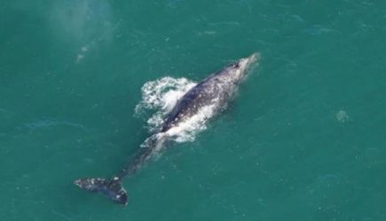 Истребленных 200 лет назад китов заметили в Атлантическом океане