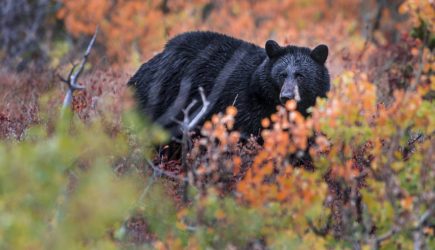 Медведь вытащил водителя из машины и уволок в лес