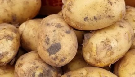 Как правильно использовать картофельные очистки на даче: 3 лучших способа
