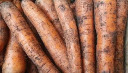 Морковь способна снизить риск развития рака: как ее нужно готовить