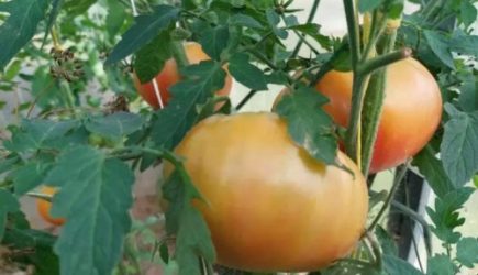 Урожай увеличите в разы: огородники назвали действие, которое нужно сделать на грядках с томатами