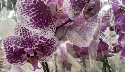 Какие приметы связаны с орхидеей: где нельзя ставить цветок в доме