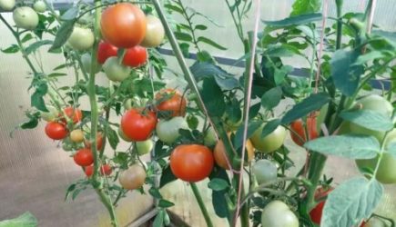 Как правильно обработать помидоры кефиром: рецепт, о котором обязан знать каждый огородник