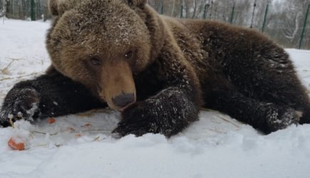 Подстреленный медведь упал с дерева и убил охотника