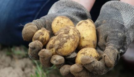 Производители польского картофеля в панике: продукция в ЕС продается слишком дешево