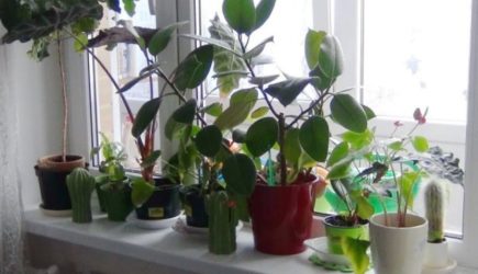 &#171;Тихие убийцы&#187; в горшках: эти цветы страшно держать в доме