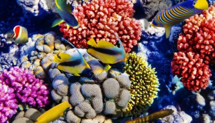 Что скрывают океанские глубины? 10 поразительных открытий