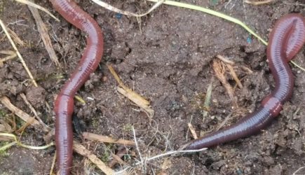 Разрушаем мифы: 11 фактов о Животных, в которые не стоит верить