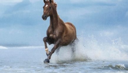 Год Красной Огненной Лошади: как встретить 2026-й со страстью и мудростью