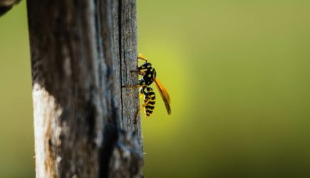 Злые осы начали нападать на россиян