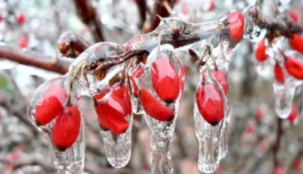 Что делать, когда сад обледенел?