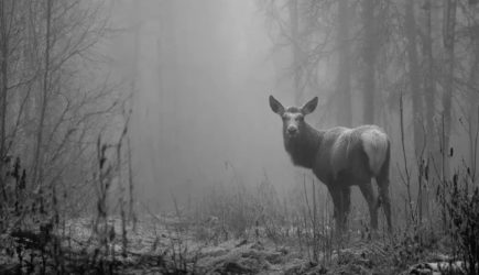 Загадочное исчезновение семьи с детьми в новогоднюю ночь: Что на самом деле произошло в глухом лесу