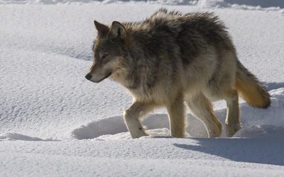 Волк ворвался к 33-летней россиянке: чем закончилась схватка?