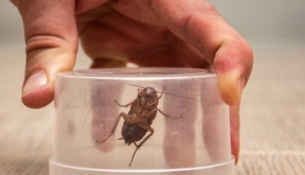 Cтаринный метод из СССР — как выгнать всех тараканов за вечер и забыть о них навсегда